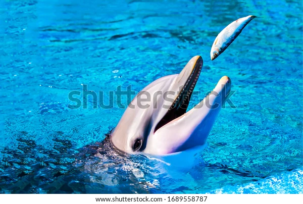 what eat the dolphins